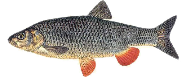 Döbel (Squalius cephalus)