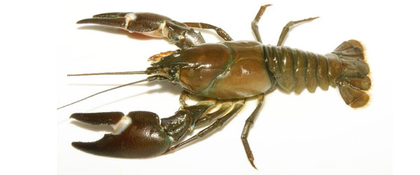 Signal crayfish (Pacifastacus leniusculus)