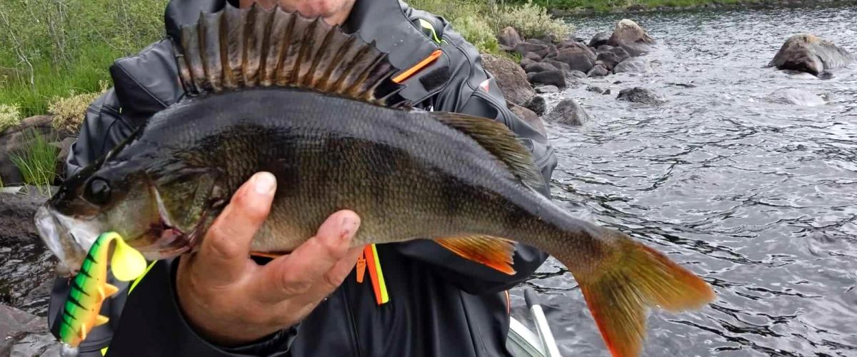 Inskickad av Fredrika Cottage and Fishing