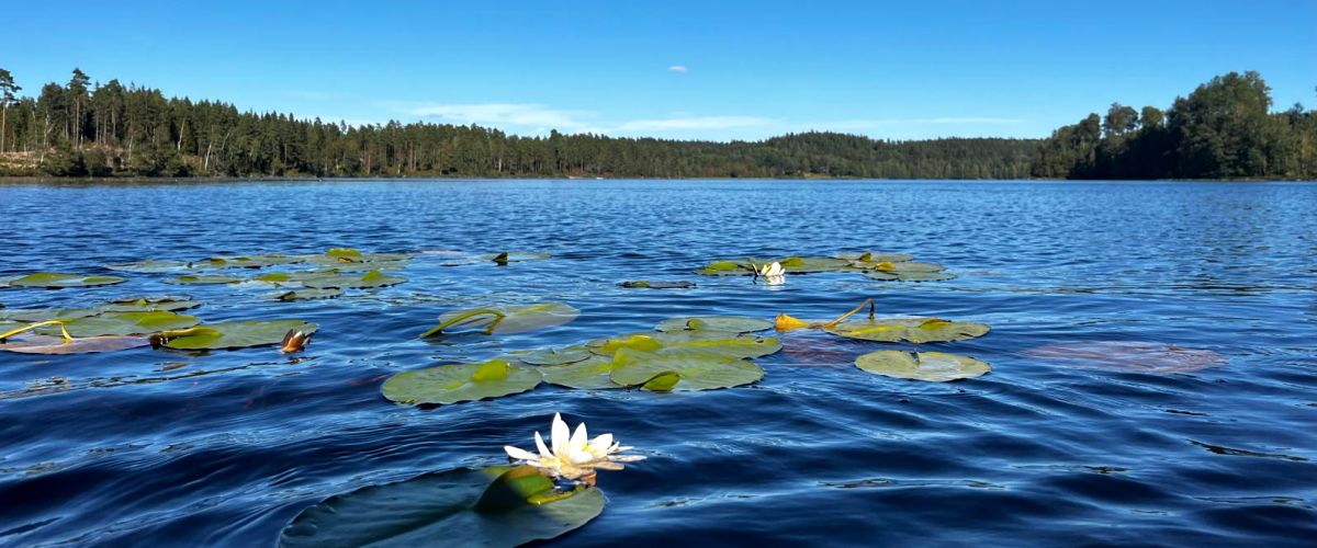 Water lilies Sjölid